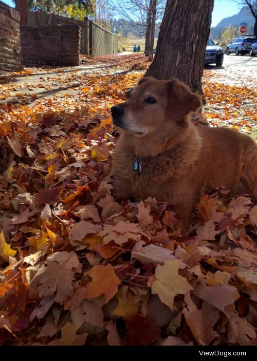 My dog Snickers, retriever/chow mix, enjoying the Colorado fall….