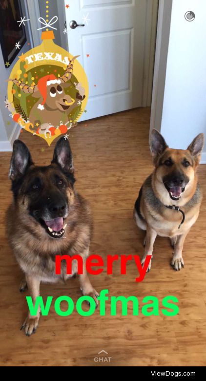 a photo from this past Christmas of our family German Shepherds,…