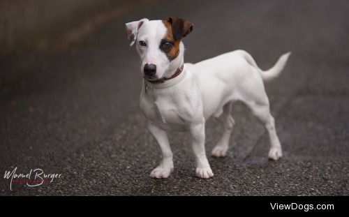 Manuel Burger | Bobby my Jack russell