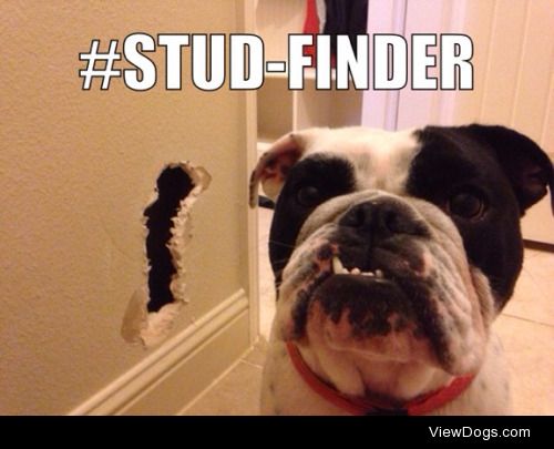 Studfinder

Pepper must have gotten bored and wanted to try out…