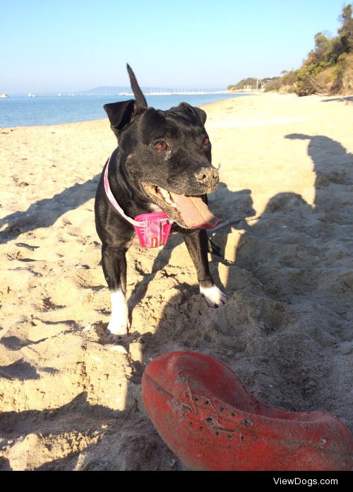 This is Daisy, my 7 year old English Staffy who will not go on a…