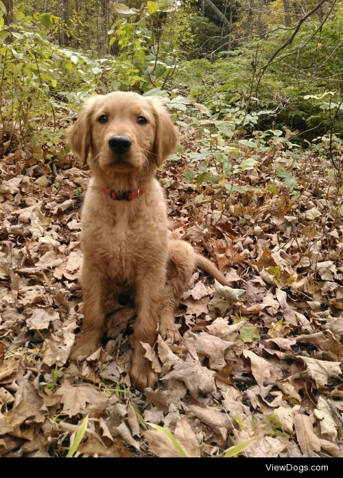 My golden, cooper!