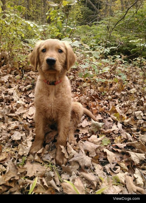 My golden, cooper!