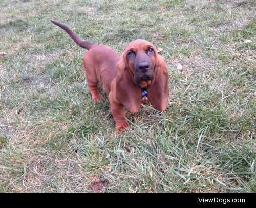 Our basset hound puppy, Copper! @Susiron