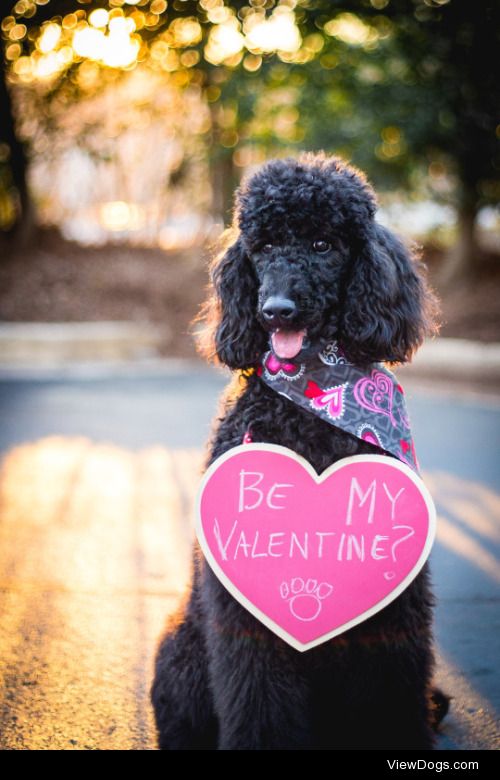 Handsomedogs’ Valentine’s Day Giveaway!These are the finalists…