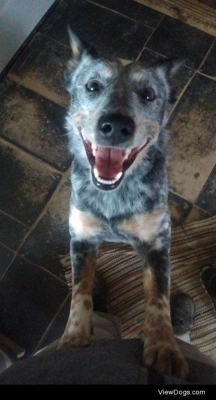 This is “Tickle” he’s a blue heeler. He’s the happiest dog I…