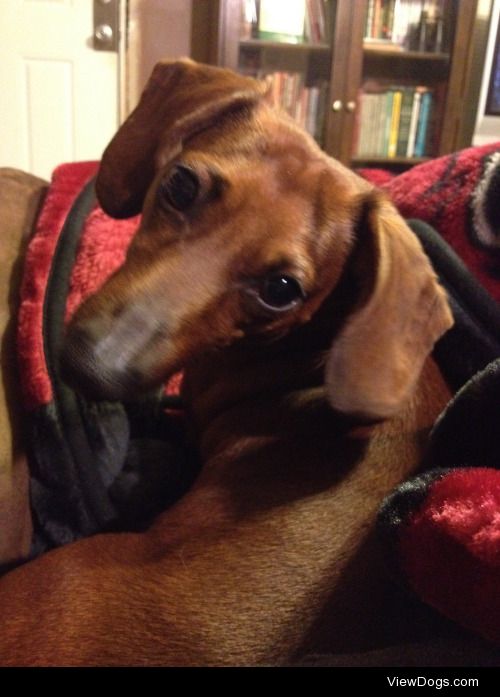 Hi I’m Kooper! I’m a 6 year old miniature dachshund…