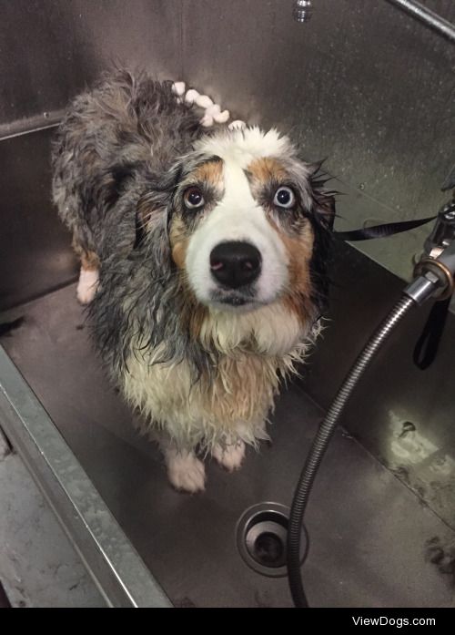 My dog Dixie during and after her bath!