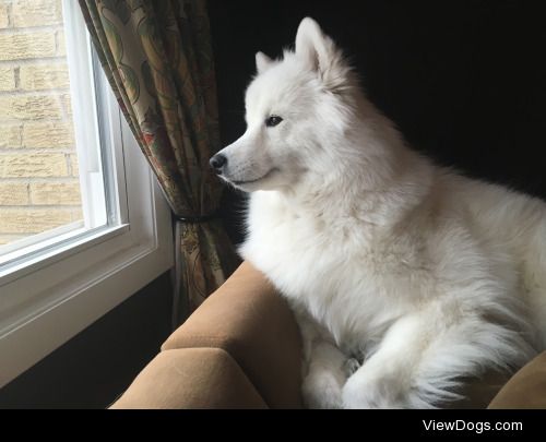 Francine lookin for some squirrel friends ~~ Samoyed, 2 years…
