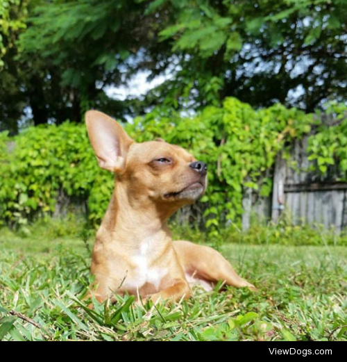 Gavin the chihuahua enjoying the sun