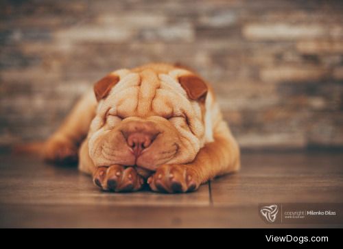 Milenko Đilas | Shar Pei puppy sleeping