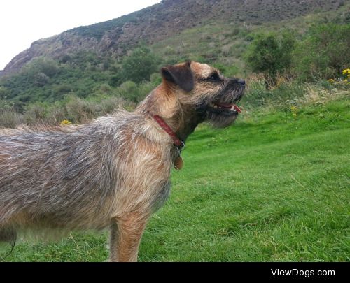 This is Iggy. He’s a Border Terrier, and the love of my…