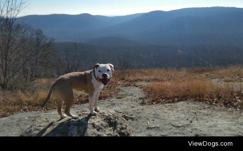 Louie, the mountain pibble.