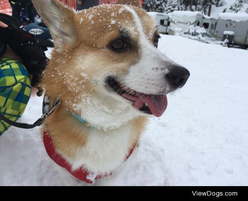 Sir Udon Wigglebottom playing in the snow ヾ(＠⌒ー⌒＠)ノwel