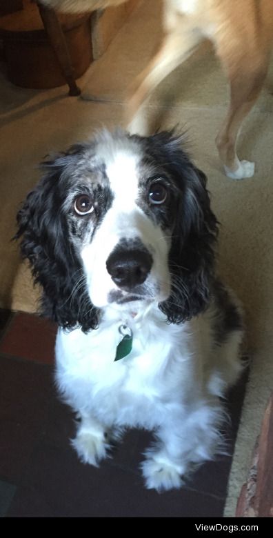 My handsome Cocker Spaniel Parker! – @nicoleranaldii