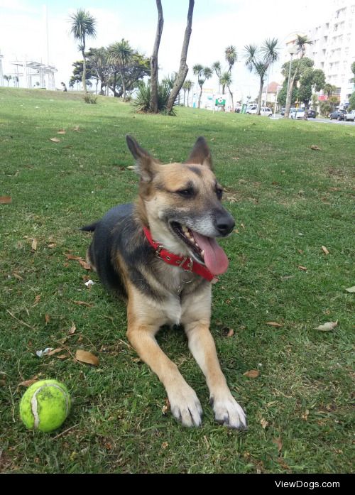 This is Dulce and she loves playing with his yellow ball.
-…