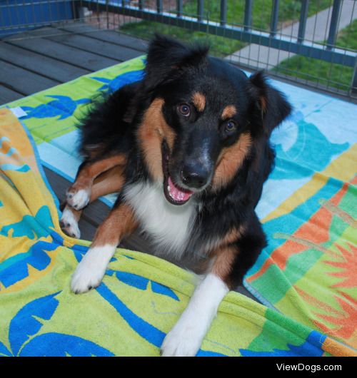 Ralphie, my 8 month old Australian shepherd :)