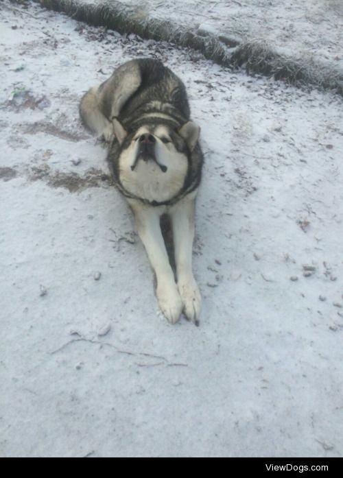 Denali- 9 year old Alaskan Malamute