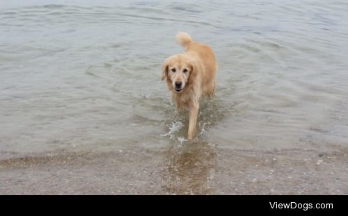 Bonney the Golden Retriever, unfazed by 38°F ocean water…