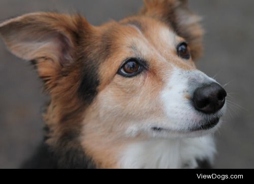 My rescue collie Henna, who turned 10 this month :) – @dynameg 