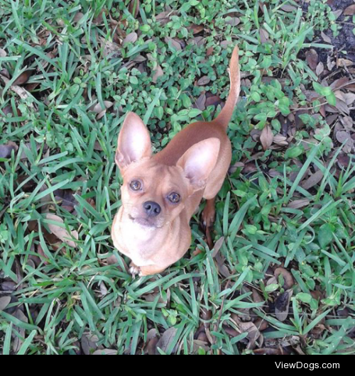 This is my lil chihuahua, Gavin waiting to fetch. Pls follow him…