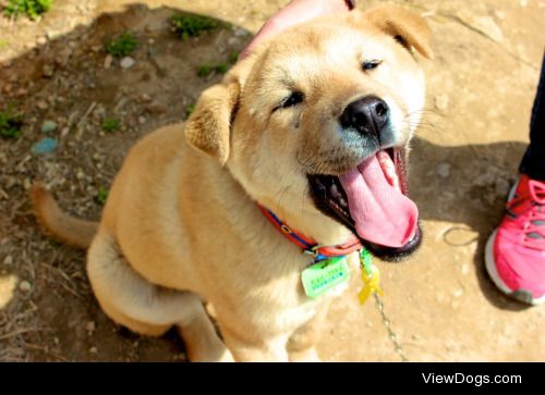 I met this Korean Jindo dog while visiting its hometown Jindo,…