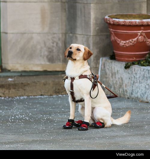 John Luke Andrews | Seeing Eye Dog on Town Walk