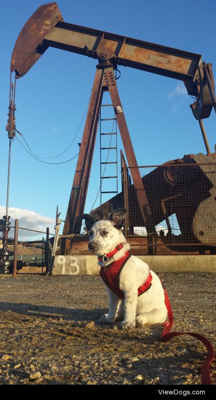 This is my cattle dog mix, Frankie, on one of her first set days…