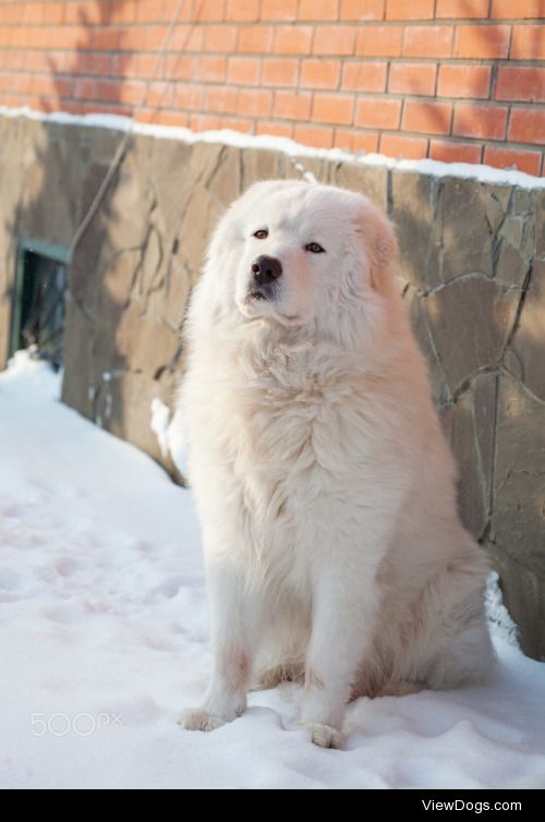 Olga Phoenix | Portrait of Maremma or Abruzzese patrol dog on…