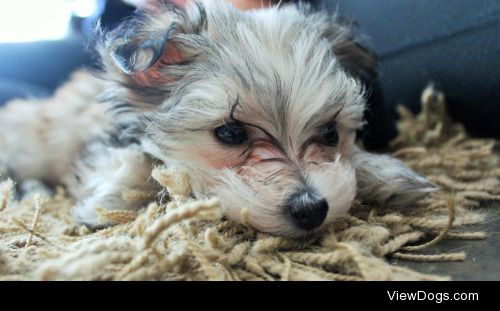 This is Finley a 8 week old Morkie (Yorkshire terrier X Maltese…