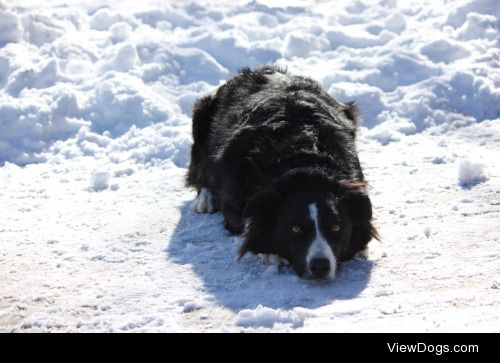 This is Xena she’s a 3 year old border collie and loves…