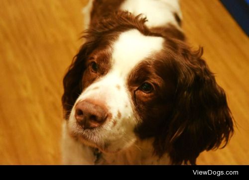 This is Marco, my Brittany – He’s 12 but forever going on…