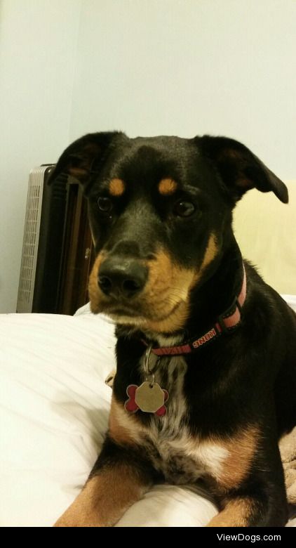 River – 2 year old – Rottweiler Blue Heeler mix. I love you…