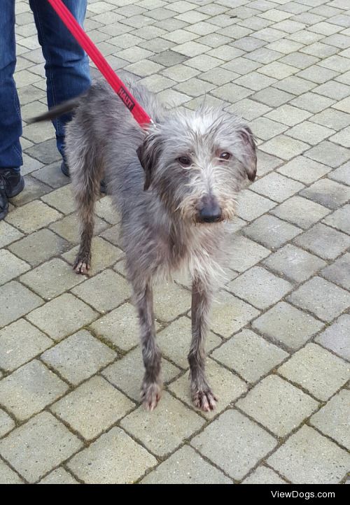 My handsome Lurcher Shay