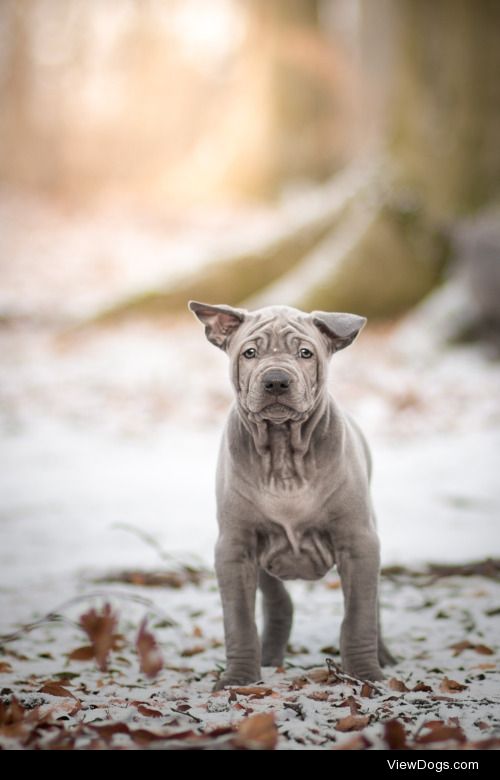 Tomáš Dančo | Brave puppy