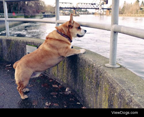 Dohjo //  Birdwatching at the Ballard locks .                   …