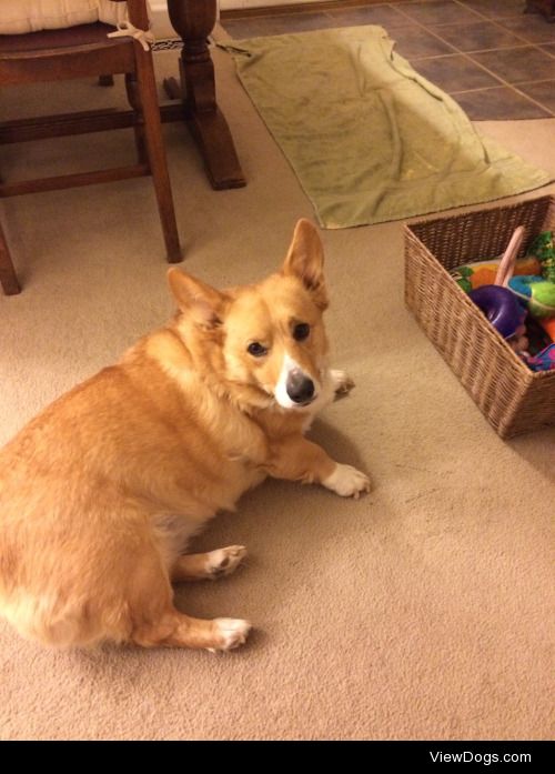 this is Zero the Hero the pembroke welsh corgi. -Bud