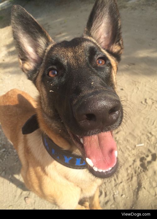 This is my Belgian Malinois name Weylin! He’s my best friend and…
