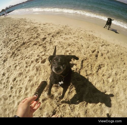 This is Zipper,  Labrador x that loves fetch a little too much. …