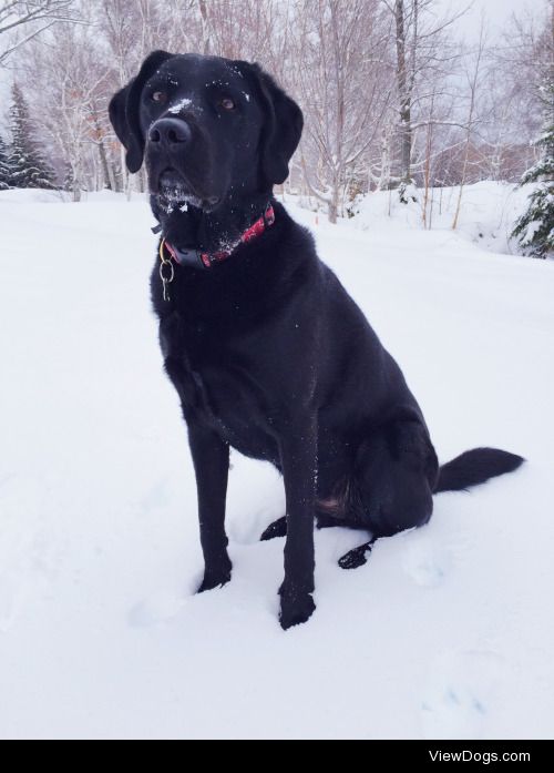 This is Journey, black lab\golden retriever mix who’s loving the…