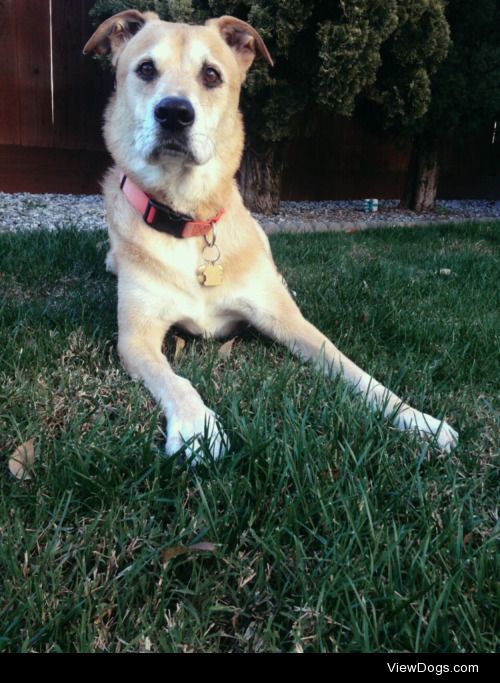 Samsen, my 10 year old Lab Mix. We had to put him down last…