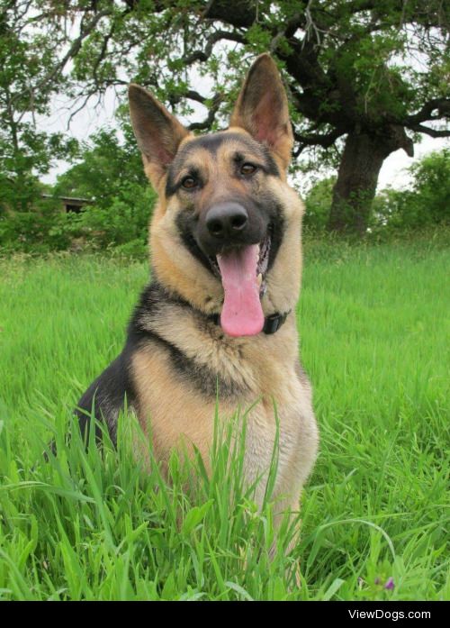 This is Booker, my majestic GSD. He lives to play catch….