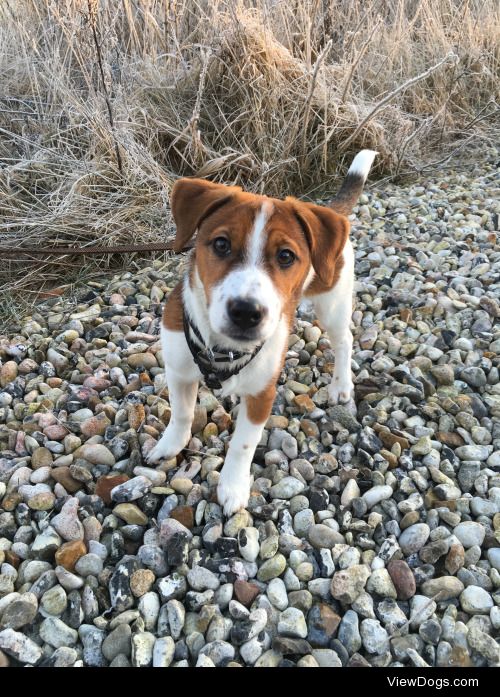 My beautiful Jack Russell terrier Cosmo this frosty morning….