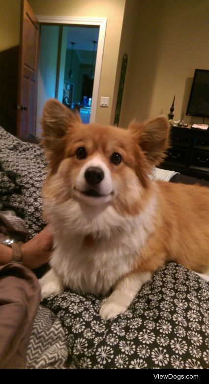 Simon the fluffy corgi has gotten so big!