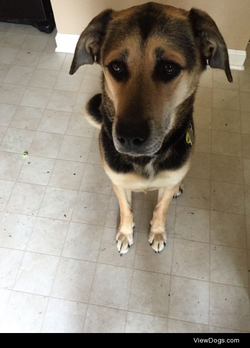 This is Lou Lou, a Shepard mix I just rescued three days ago!…