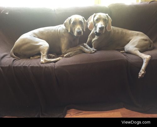 Oliver and Mya, my family’s Weimaraners.