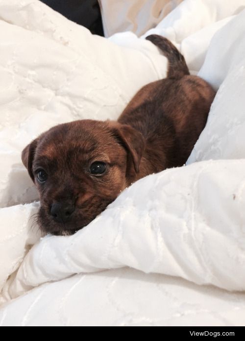 our new baby Grizzlee Bear. Yorkie/Chiweenie mix❣
