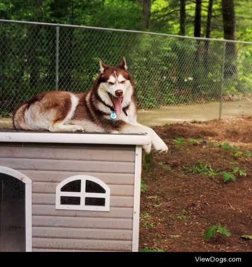 My majestic Siberian Husky, Bean, on top of his doghouse….