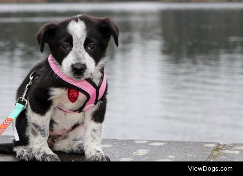 My baby Heeler Collie mix, Fern.