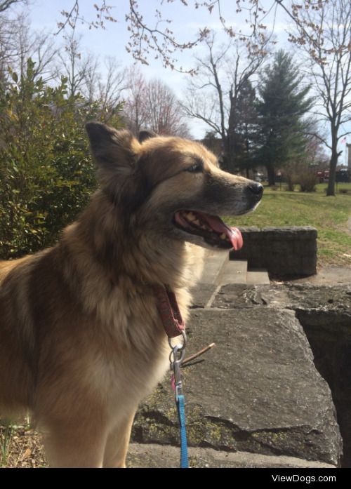 This is Anika, a German Shepherd-Collie rescue that loves…